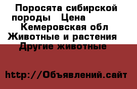 Поросята сибирской породы › Цена ­ 4 000 - Кемеровская обл. Животные и растения » Другие животные   